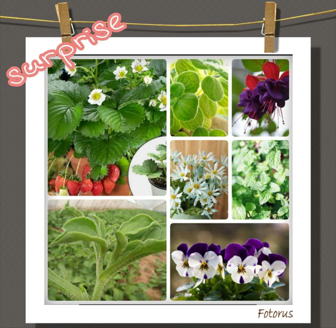 1526268022737091.jpg 7.jpg